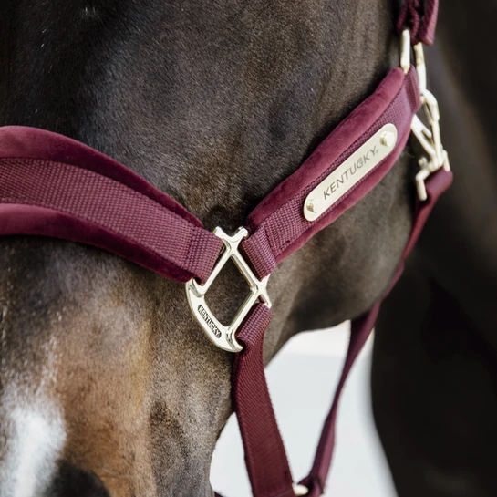 Kentucky Horsewear Velvet Halter Bordeaux 3 Kentucky Horsewear Velvet Halter Bordeaux - Image 3