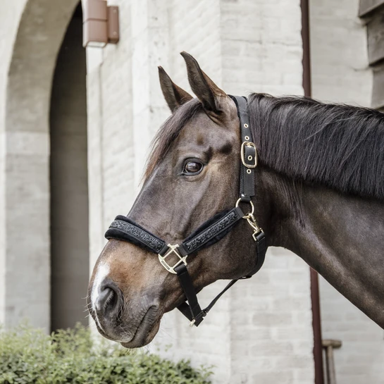 Kentucky Horsewear Glitter Stone Halter Black 1 Kentucky Horsewear Glitter Stone Halter Black