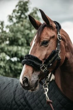 Equestrian Supplies -Equestrian Supplies 8584af0d31ca15cb042f6dbc7b06cb43f6a13fc39de6d3350d6dd03b52ce3e59