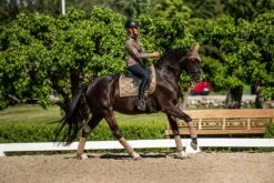 Equestrian Stockholm Dressage Saddle Pad Champagne -Equestrian Supplies DSC 2134 9fec117c 432f 469f bb55 a8f81c2d97d1