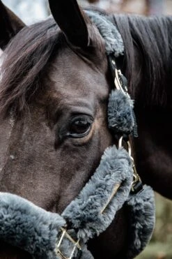 Kentucky Sheepskin Shipping Halter Grey -Equestrian Supplies f6424b653a3a97c7fc4a0021ff5d6db54e6b8b056af4a260ee3d116cf623ff19