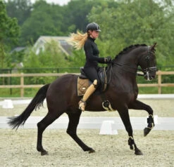 Equestrian Stockholm Dressage Saddle Pad Golden Brass -Equestrian Supplies image e4b15a77 aa21 47eb 8166 9e7b6012e4cf