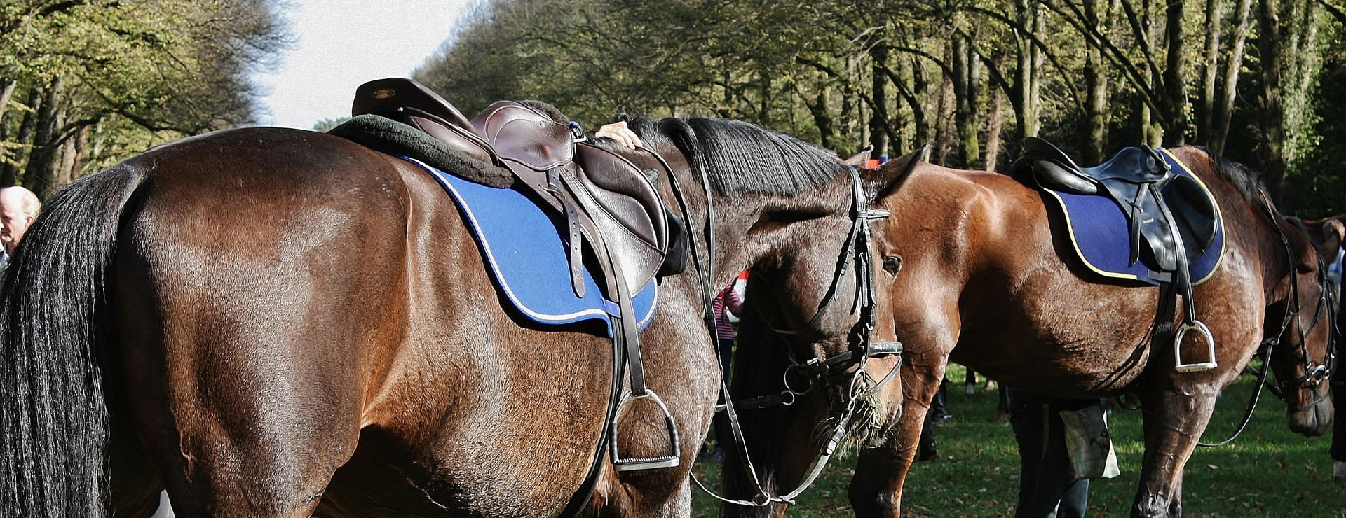 Equestrian Supplies -Equestrian Supplies horse 3956916 1920