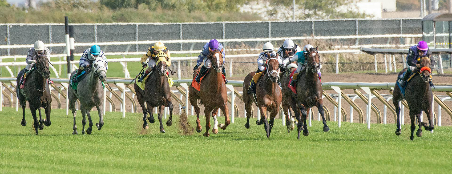 Equestrian Supplies -Equestrian Supplies pexels coldbeer 277046249 13033482